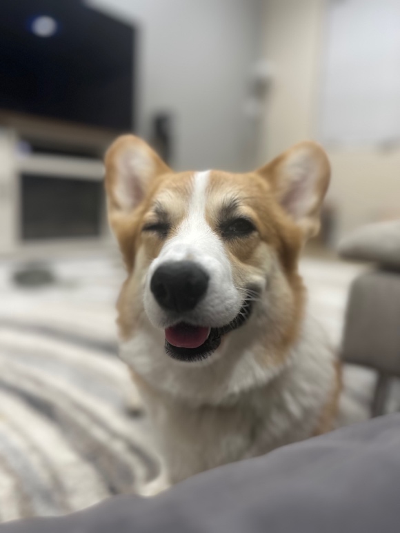 Remy the Corgi